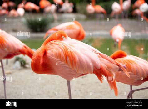 A Pink Flamingo Resting with his flock Stock Photo - Alamy