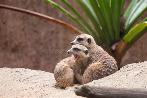 Meerkat`s behavior stock photo. Image of carnivore, african - 164042114