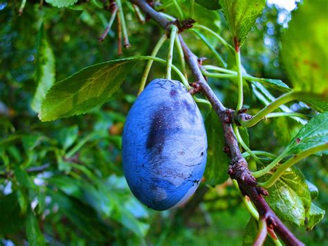 Почему не плодоносит слива 🌳 и основные ошибки при выращивании