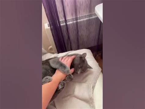 #подпишись #рекомендация чисто котик кайфует - YouTube