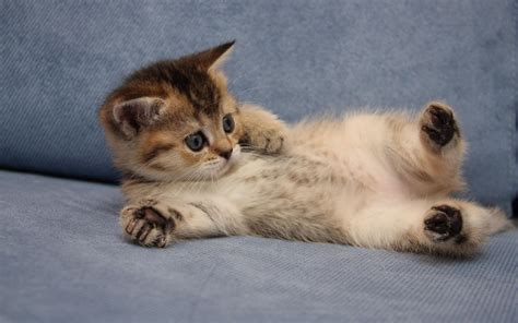 Imut Gambar Kucing Lucu Aesthetic : Wallpaper Kucing Comel Cat Mammal ...