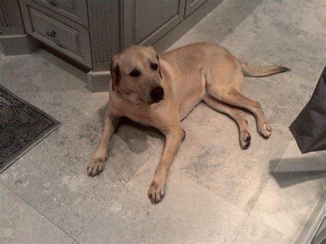 Exasperated Dog