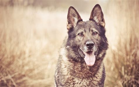 animals, dog, wildlife, wolf, fauna, mammal, vertebrate, wolfdog ...