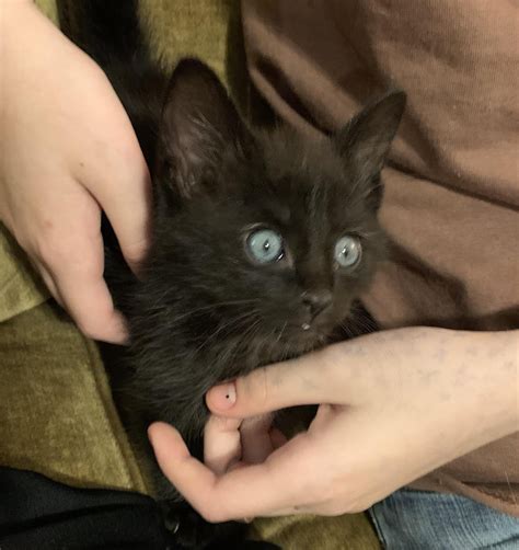 Found kitten : r/greenville