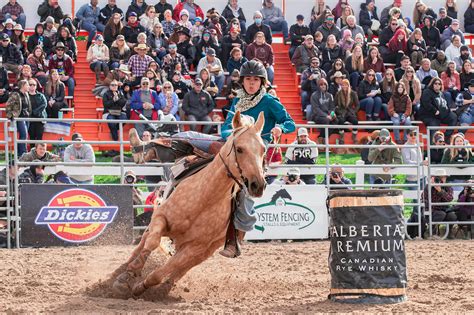 Foto de stock gratuita sobre caballería, caballo, carrera, deporte