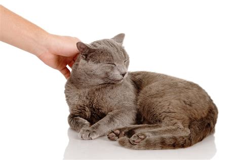 Acariciar | Spanish to English Translation - SpanishDictionary.com