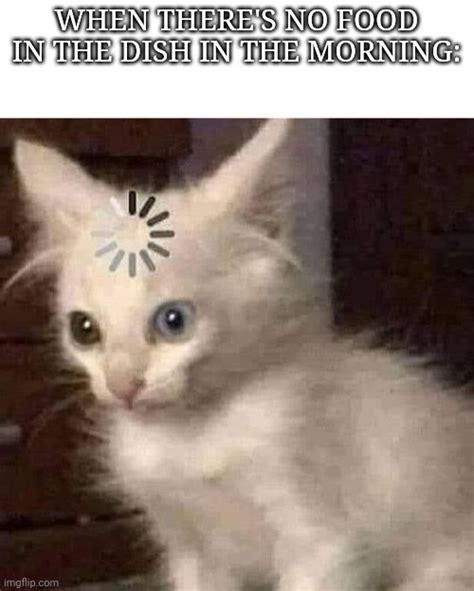 Cat is confused - Imgflip