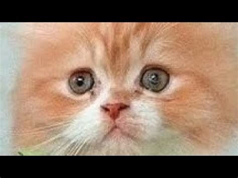 оранживый котёнок ребёнок(1 часть) - YouTube