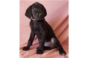 Canis Panther Puppies for Sale from Reputable Dog Breeders