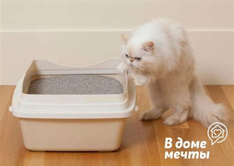 Котенок обходит лоток стороной? Тогда вам помогут наши советы!