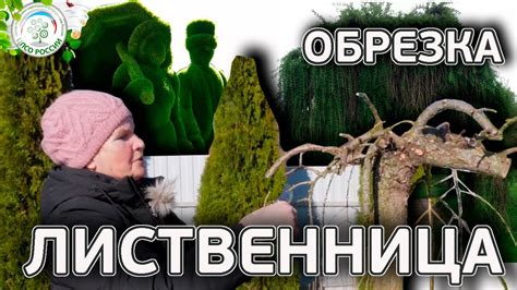 Лиственница Пендула на штамбе. Омолаживающая весенняя обрезка ...