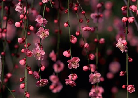 Escondrijos del alma: FLOR DE CEREZO