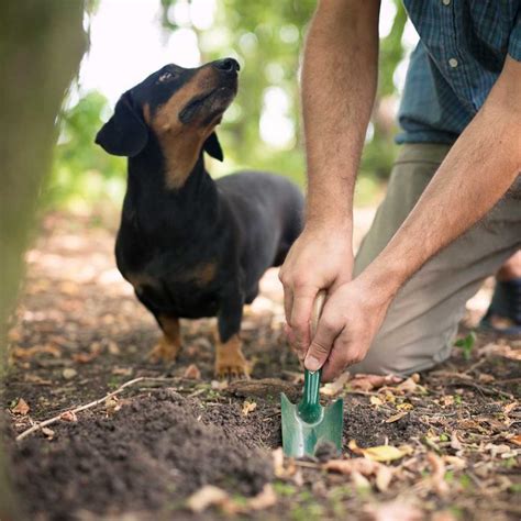 how to get rid of dog poop in yard