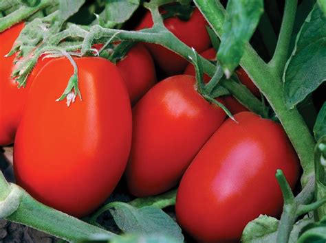 Tomato | Hansa Seed