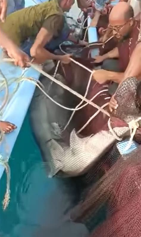 Egypt Shark Attack: Funeral and Incident Details for Vladimir Popov 8