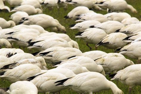 Snow Geese Flock Feeding Close Up Skagit County Washington — Stock ...