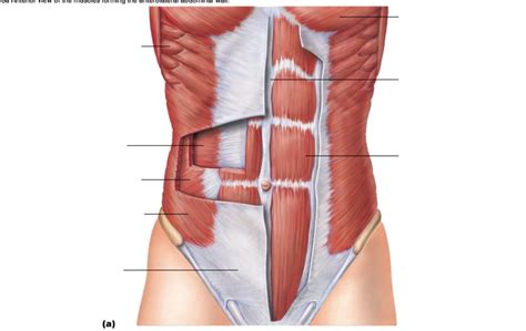 Muscles of the abdomen Diagram | Quizlet