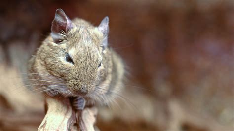 Mites and Your Pet | Treating Pet Pests | Vets4Pets