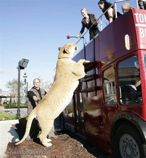 O maior felino do mundo - Liger Hércules | Gigantes do Mundo