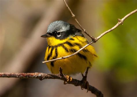 magnolia warbler fall