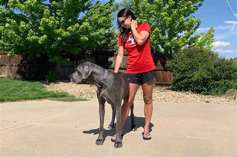 Why Do Great Danes Lean On You? - Great Dane Care