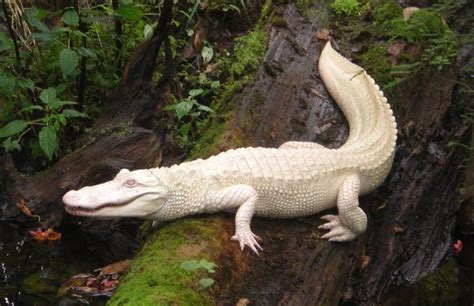 Do White Alligators Really Exist On Earth?