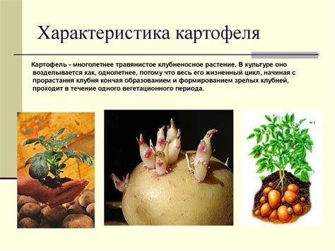 Картошка - презентация онлайн