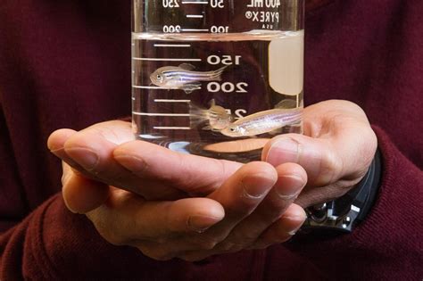 Scientists at MDI Biological Laboratory discover a tiny molecule that ...