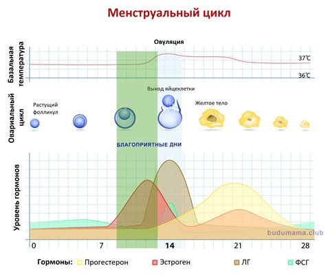 Лучшие дни для зачатия и как их легко определить
