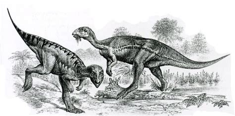 Гипсилофодон Hypsilophodont — Динопедия