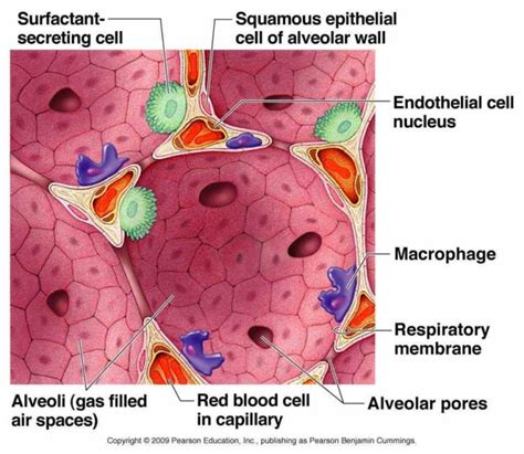 and portion epithelium gradually changes from pseudostratified ciliated ...