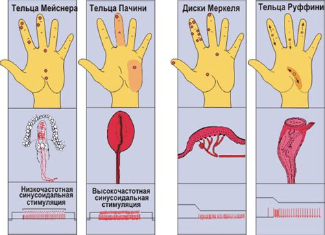 Рис. 34.2(fis). Кожные механорецепторы
