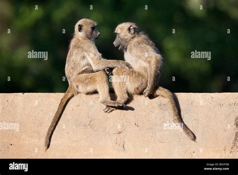 Chacma baboons, Papio cynocephalus ursinus, playing, Kruger National ...