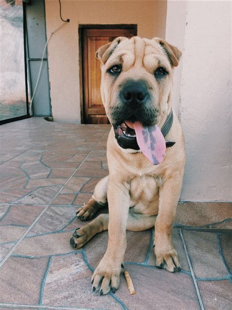 More families will soon adopt a unique pitbull shar pei mix 23