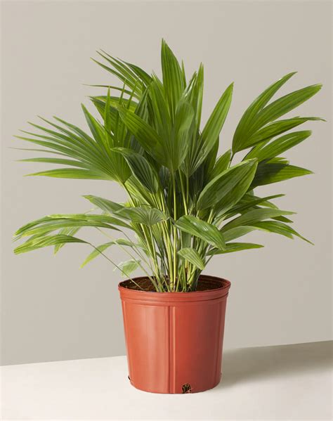 12 Indoor Palm Plants That Are Easy to Care For - PureWow
