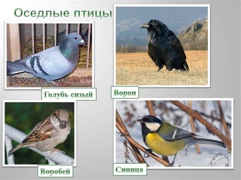 Оседлые птицы - картинки с названиями для детей.