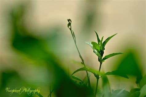 Peachy - Visioplanet Photography