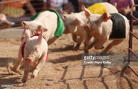 Racing Pig Photos and Premium High Res Pictures - Getty Images