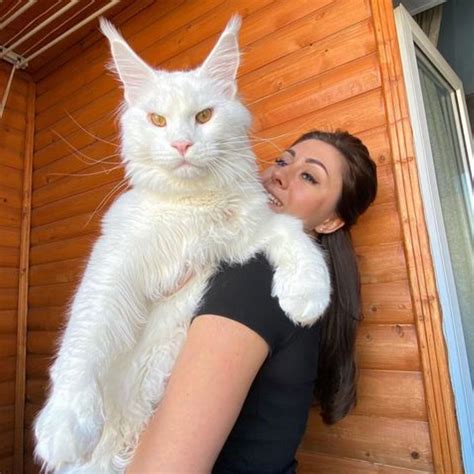 Bob Der Streuner Die Katze Die Mein Leben Verande 5