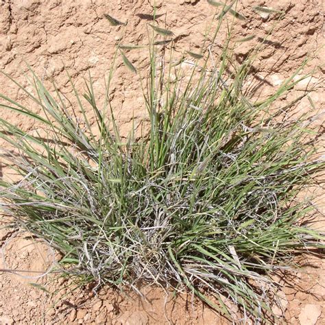 Hairy Grama - Plant - Bamert Seed