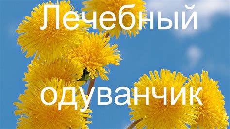 Полезные свойства одуванчиков - YouTube