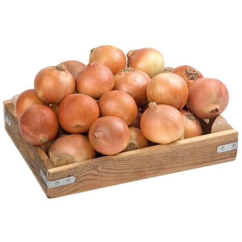 SOGAN KURU (kg) – Kıbrıs Sanal Market