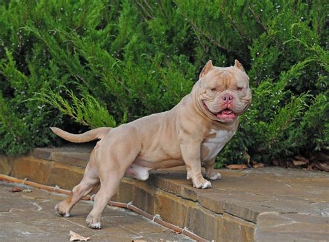 exotic bully complete guide evzgx