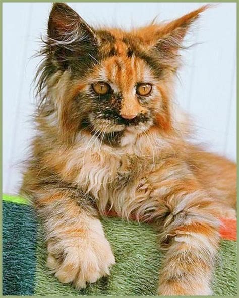 Luscious locks 13 long haired cat breeds – Artofit