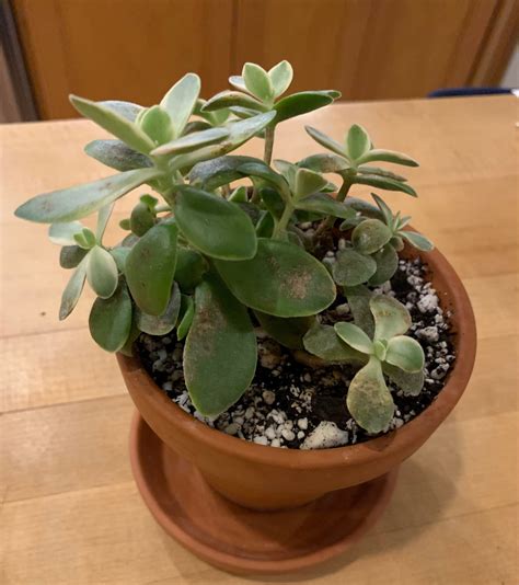 I’m terrible at identifying both pests & plants! : r/succulents