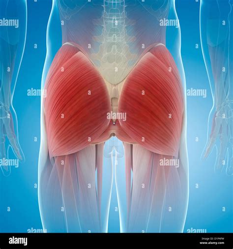Buttock hi-res stock photography and images - Alamy