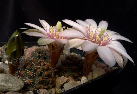 SuccSeed - Rebutia pygmaea 'haagei' v. eos MN 380 (Yunchara, 3800m ...