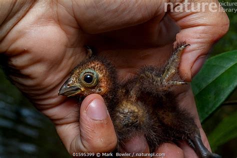 Nature Picture Library Hoatzin (Opisthocomus hoazin) chick in the hand ...
