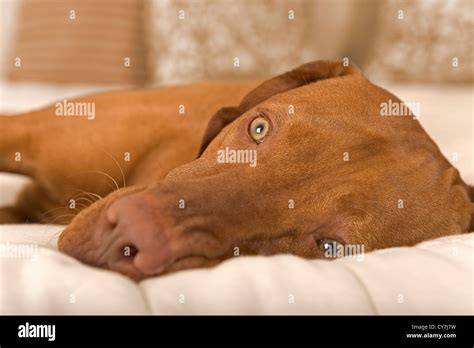 portrait of a dog dreaming with open eyes on a bed Stock Photo - Alamy