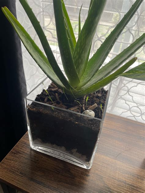 What are these sprouts in my mom’s aloe Vera plant? : r/houseplants